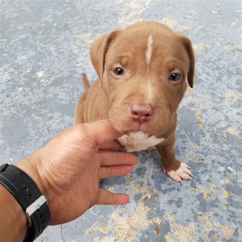 American Pit Bull Terrier Puppies For Sale | Seneca, SC #219882