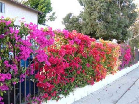 How to Grow Bougainvillea | HubPages