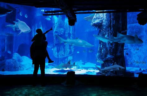 Shark Aquarium | SEA LIFE London Aquarium