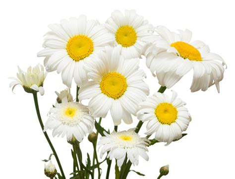 Daisy Flower Meaning - Infoupdate.org