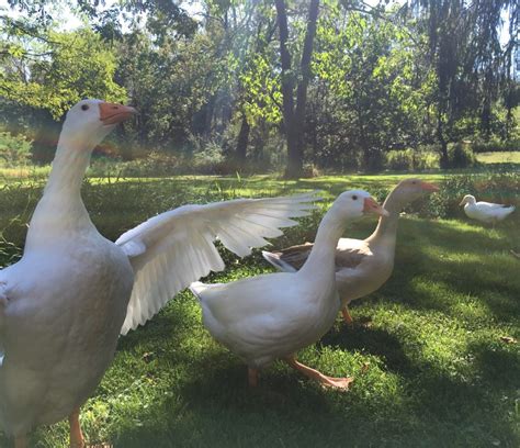 Geese vs. Ducks (and Other Poultry) - Backyard Poultry