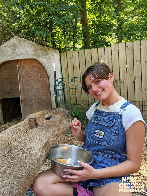 Capybara & Friends Experience - North Georgia Wildlife Park