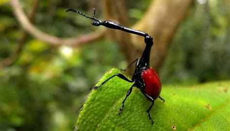 Giraffe Necked Weevil | The Animal Facts | Appearance, Diet, Habitat