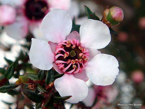 native new zealand flowers - Google Search | Love flowers, Native plants, New zealand