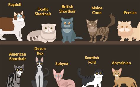 Top 10 Cat Breeds in the US - Wishbone Pet Foods Blog