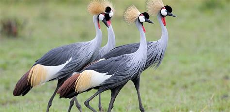 Uganda’s National Bird ( Features in the country’s flag and coat of arms) Lakato Safaris