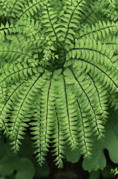 Tips for Growing Maidenhair (Adiantum) Ferns at Home