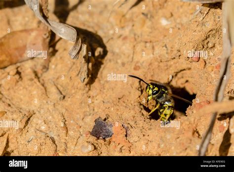 German wasp nest hi-res stock photography and images - Alamy