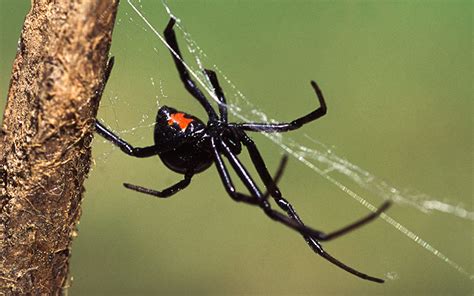 Fatal Mistake? Researchers Study Black Widow Spider Venom and 1900 ...