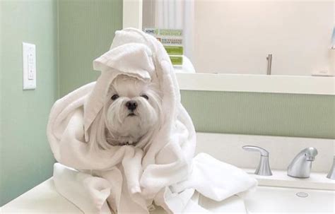 The 8 Best Pet-Friendly Hotels in Houston - The Vets