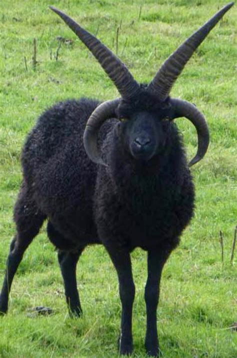 Hebridean Sheep is literally a baphomet : natureismetal | Goats ...