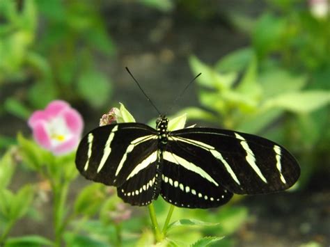 Zebra Longwing Butterfly Facts : Biological Science Picture Directory – Pulpbits.net