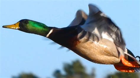 Mallard duck quack / call sounds, flying, bathing - YouTube