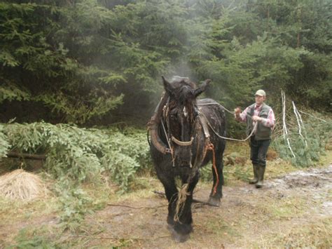 Predator Friendly Ranching : Brabant Horses