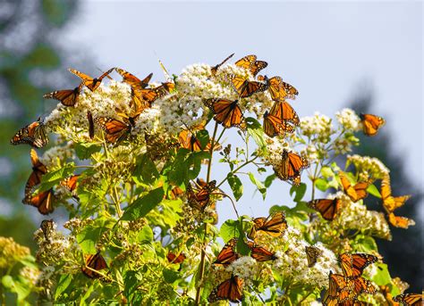 Creating a Butterfly Garden - The Conservation Foundation