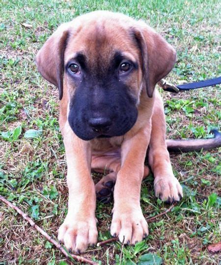 Hank the Mixed Breed | Cute dogs and puppies, Mixed breed dogs, Puppies