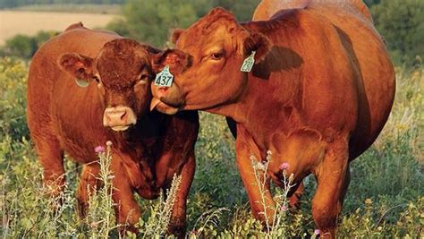 Beef Breeds: Simmentals | Livestock | agupdate.com