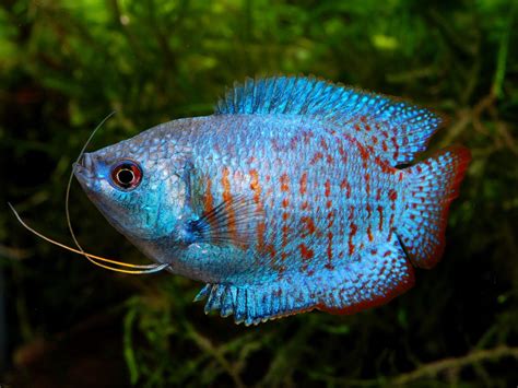 Dwarf Gourami | Fish Laboratory