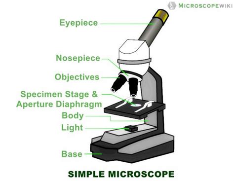 Simple Microscope - Diagram (Parts labelled), Principle, Formula and Uses