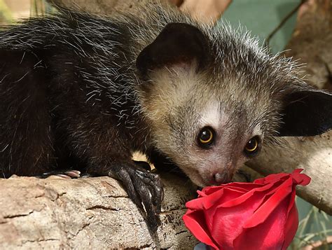 Aye-aye - Duke Lemur Center