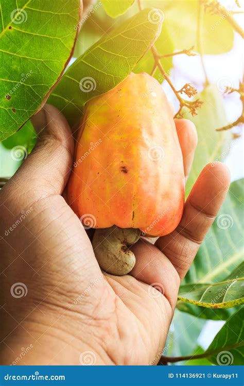 Hand Harvesting Cashew Fruit on Tree Stock Image - Image of health, healthy: 114136921