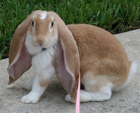 English Lop Rabbits | USA Rabbit Breeders