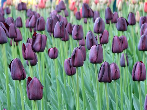 black tulips | Zen and the Art of Art