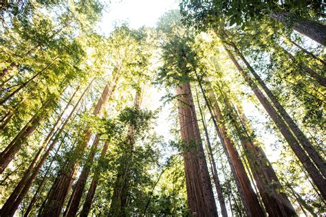 3 of the best San Francisco Bay Area redwoods campgrounds | Save the ...