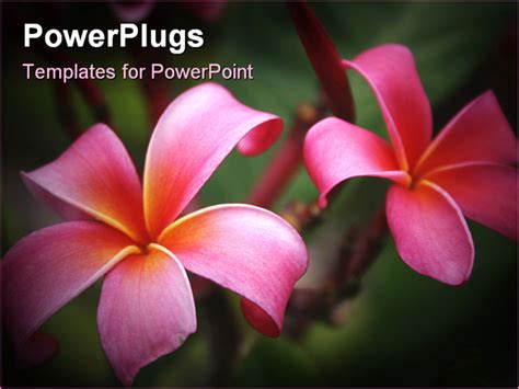 Hawaiian Powerpoint Templates Free - chrisnessdonkwqfg - Blog.hr