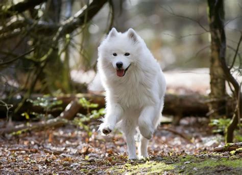 Samoyed Dog Breed Health and Care | PetMD