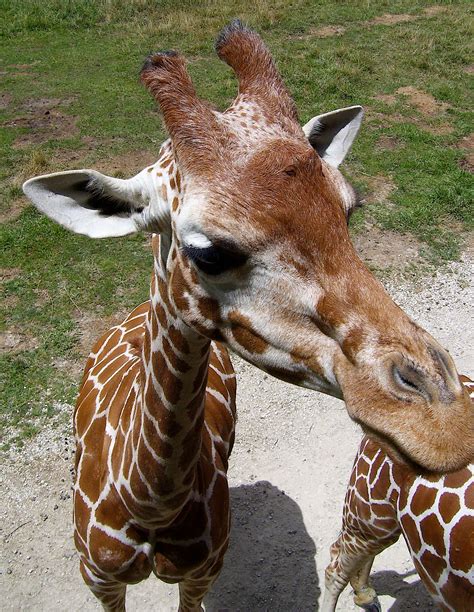 The Giraffe – The World’s Tallest Animal! « Big Animals