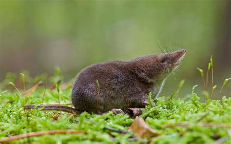 As Winter Sets In, Tiny Shrews Shrink Their Skulls and Brains - The New ...