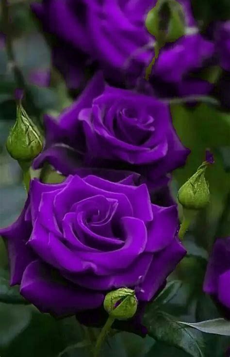 Pin by GHAYUR on Beautiful Flowers and Roses | Purple roses, Beautiful ...