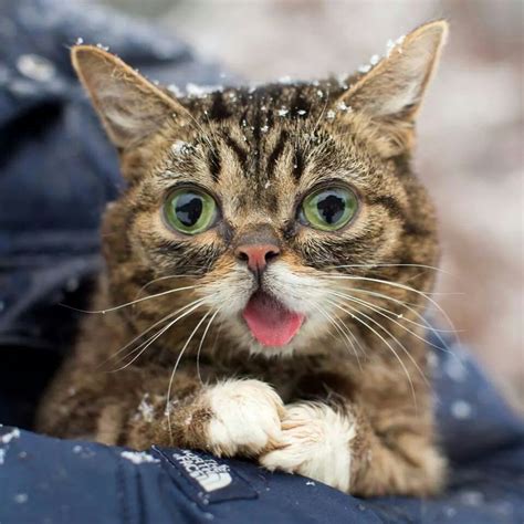 Lil Bub | Cat shelter, Cats, Cats and kittens