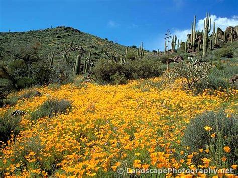 Sonoran Desert Wildflowers - Landscapephotography.net