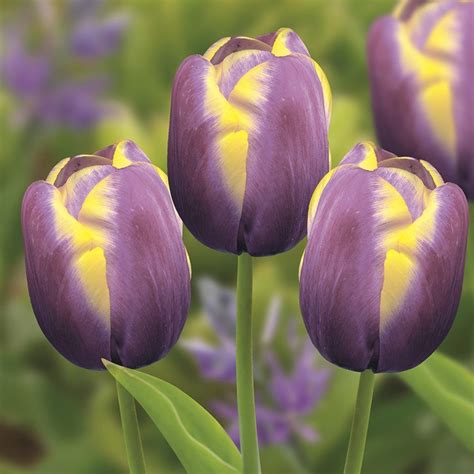 Buy triumph tulip bulbs Tulipa 'Arabian Beauty'