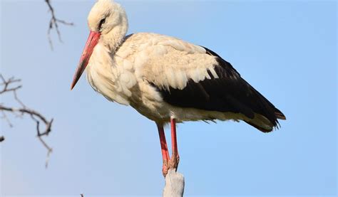 White Stork Birds - Facts, Diet & Habitat Information