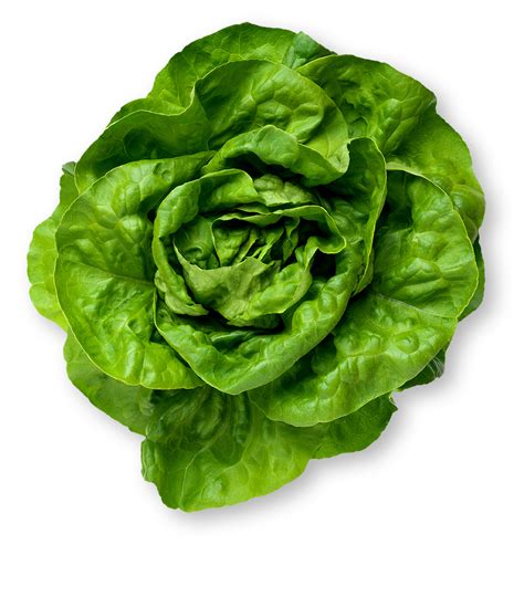 Butter Lettuce | What is Butter Lettuce? | Nutrition Info & Pictures