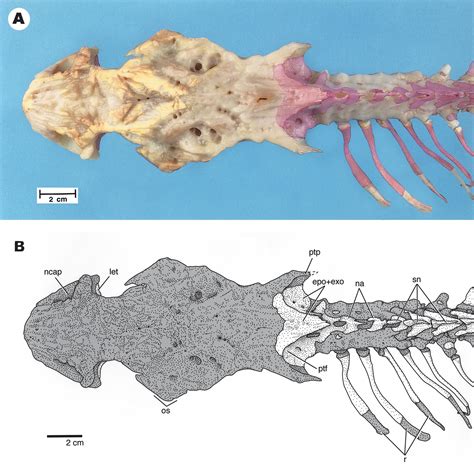 Skeletal Anatomy of the Shortnose Sturgeon, Acipenser brevirostrum Lesueur, 1818, and the ...