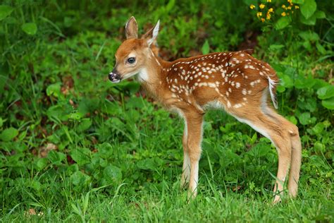 Cute White-tailed Deer Fawn, Shenandoah National Park | Flickr