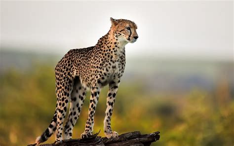 Facts about the cheetah; the world’s fastest but weakest mammal- Kidepo ...