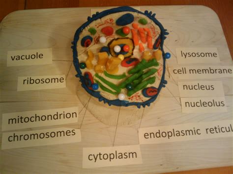 Animal Cell - Biology - Schoolproject.in