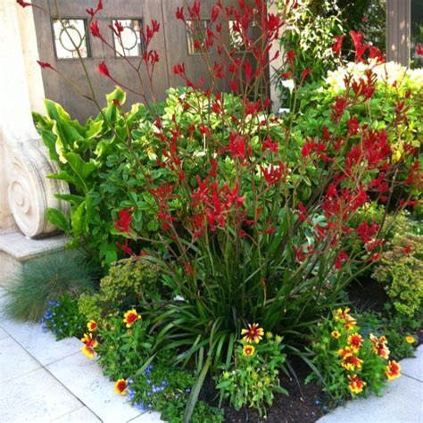 Drought tolerant red sizzler salvia | Drought tolerant garden, Planting flowers, Landscaping plants