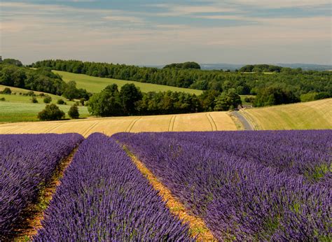 Cotswold Lavender - English Lavender Products & Essential Oils