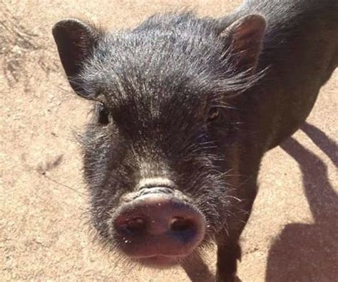 Pot-Bellied Pigs Now Invasive Species in Michigan - Farm-to-Consumer ...