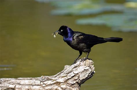 Blackbirds in Mississippi: 8 Stunning Species To Look For