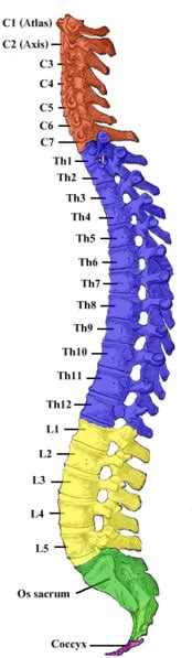 Thoracic vertebrae - wikidoc