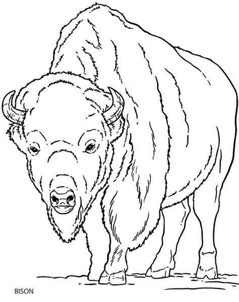 Buffalo Outline Drawing at GetDrawings | Free download