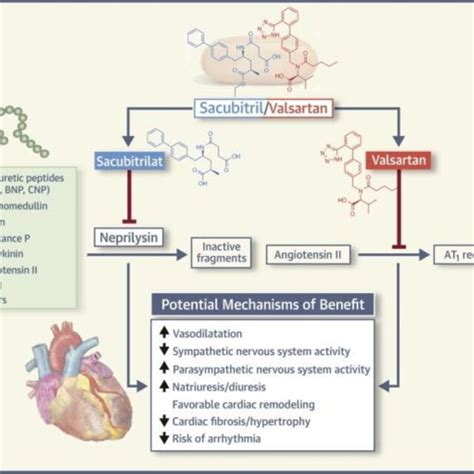 Sacubitril/Valsartan Action Mechanism. Other publication containing the ...