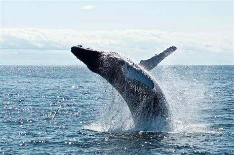 Sri Lanka South Coast Day Trips - Going Whale Watching in Mirissa Sri Lanka - Sea Heart House on ...